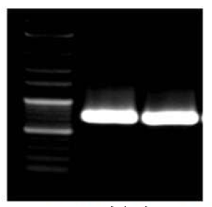 COI primer를 이용한 PCR 증폭결과의 확인