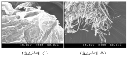 효소분해 전후의 과실 입자의 전자현미경 비교사진