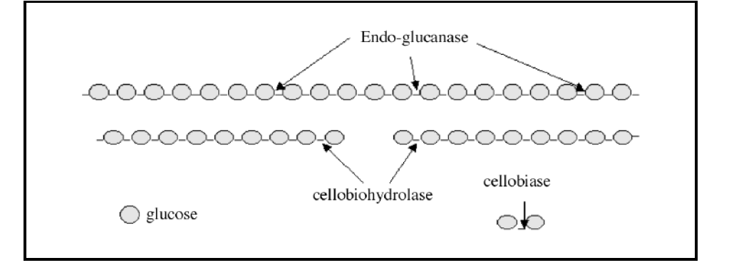 효소에 의한 cellulase 성분의 분해