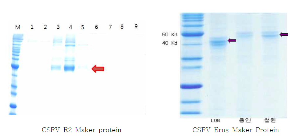 CSFV E2 및 3종 Erns 마커단백질의 발현