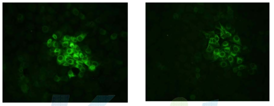 CSFV E2 Mab의 감염 PK-15 cell에서의 형광항체 반응성 검사결과