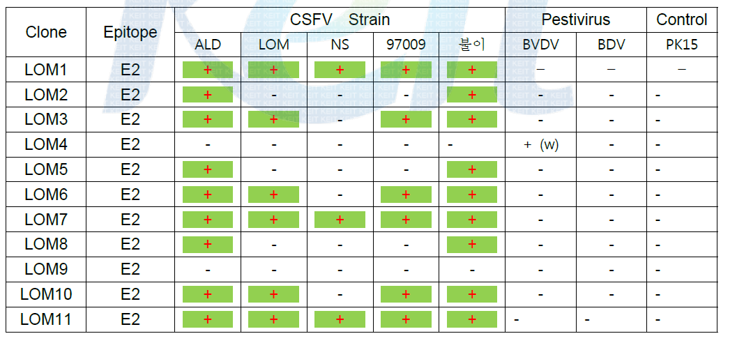 CSFV E2 마커단백질에 대한 단클론항체의 형광항체 반응성 평가결과