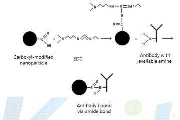 Covalent coupling을 이용한 바이오 프로브 제조 방법