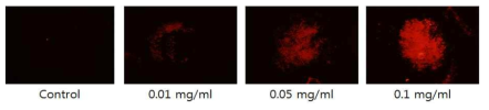 유럽형 aptamer를 이용한 PRRSV antigen 검출 형광 사진