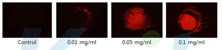 미국형 aptamer를 이용한 PRRSV antigen 검출 형과 사진