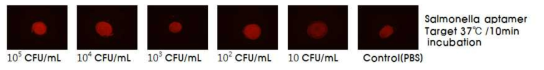 살모넬라 압타머를 이용한 살모넬라 검출 형광 사진