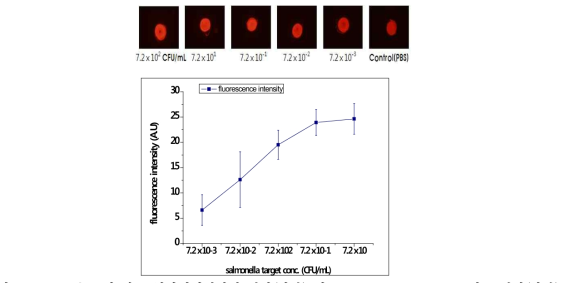 target농도에 따른 형광현미경사진 결과(상단) 및 fluorescence intensity비교 결과(하단)