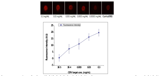 target농도에 따른 형광현미경사진 결과(상단) 및 fluorescence intensity비교 결과(하단)