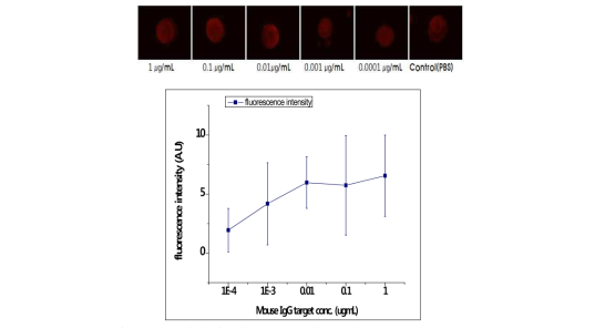 target농도에 따른 형광현미경사진 결과(상단) 및 fluorescence intensity비교 결과(하단)