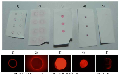 NC membrane에 대한 PDA liposome 고정 실험