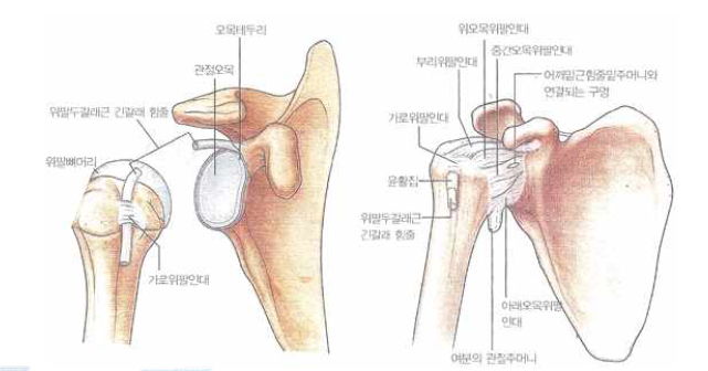 어깨관절 구조도2