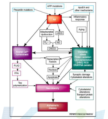 Amyloid β peptide-induced neurotoxicity in Alzheimer’s disease