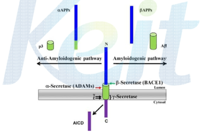 Processing of APP. Proteolytic processing of APP occurs by two alternative pathways