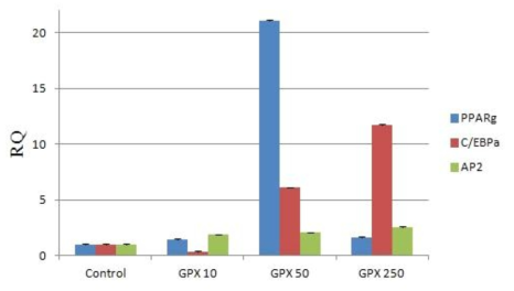 3T3-L1 세포에서 서로 다른 농도의 GPX의 효과를 실시간 PCR로 분석