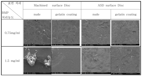 SEM 사진 gelatin coating에 따른 세포 성장 유형 (500배 관찰)