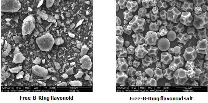 Free-B-Ring flavonoid 및 Free-B-Ring flavonoid salt SEM 결과