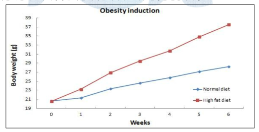 효능 시험을 위한 비만유도 쥐의 비만 율