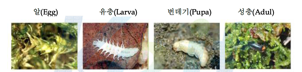 애반딧불이 사진