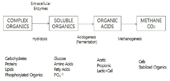 Microbiological pathway of anaerobic digestion