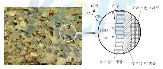 다공질콘크리트 수질정화 메커니즘