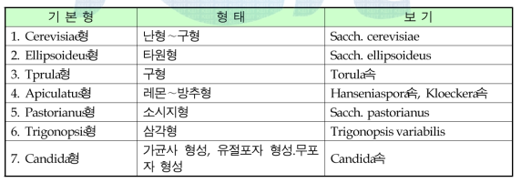 효모의 형태