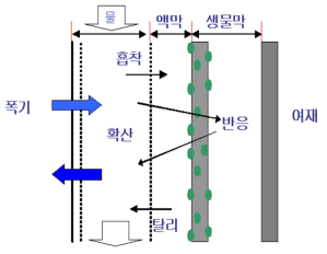 Bio-film의 메커니즘