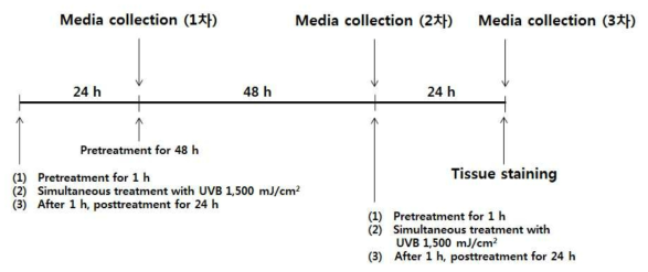 광노화 유도 인공피부 실험