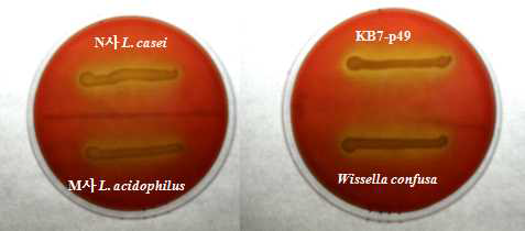 L. plantarum KB7-p49의 용혈 검사