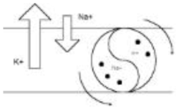 세포막을 통과하는 이온의 이동 및 Na+ - K+ 펌프