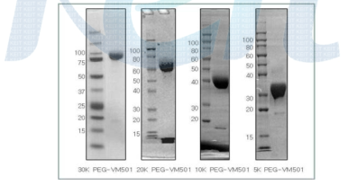 여러 가지 다른 길이(30K/20K/10K/5K)의 PEG가 부착된 PEG-VM501