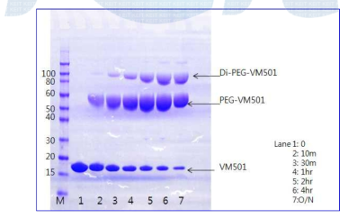 VM501:PEG=1:4, 4℃에서의 시간에 따른 반응액의 SDS PAGE 결과