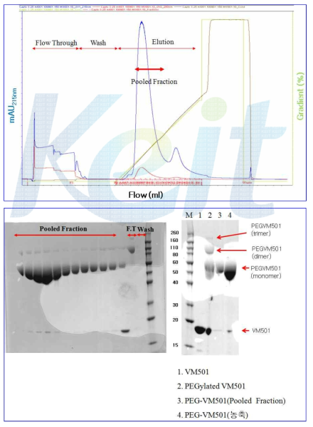 대량 정제 공정으로 생산된 PEG-VM501