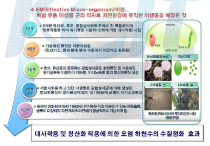 복합 유용미생물의 오염하천수 수질정화 메커니즘