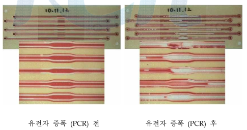 열접합된 유전자 증폭 미세유로 칩 유전자 증폭 (PCR) 전과 후 사진
