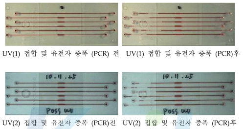 UV(1,2) 접합된 유전자 증폭 미세유로 칩 유전자 증폭 (PCR) 전과 후 결과