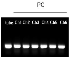 Bio-Rad사의 Tube, 자체 개발한 고속 열전달 모듈 및 유전자 증폭 미세유로 칩에서의 PCR 효율 Gel 전기영동 사진