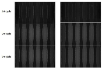 6채널 유전자 증폭 미세유로 칩 내에 cycle에 따른 유전자 증폭 (PCR) 후 형광 이미지 결과
