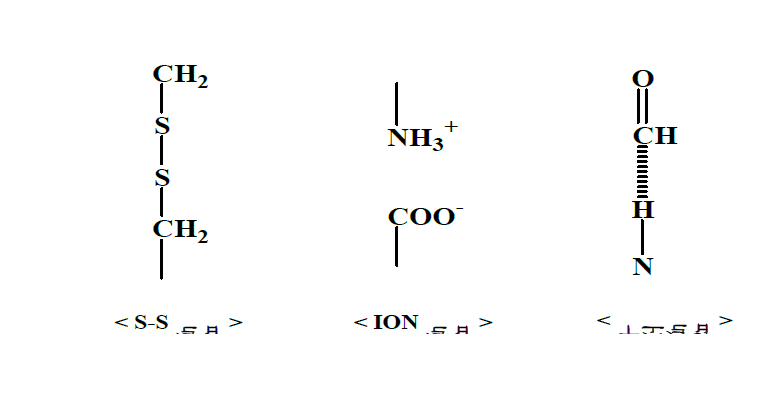 peptide chain의 결합 형태