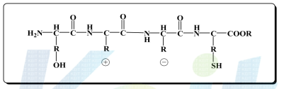 Poly peptide chain