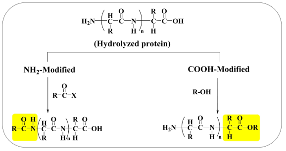 회수 단백질 가수 분해물의 화학적 변형 연구