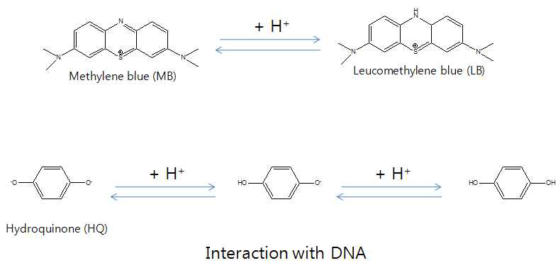 DNA 와 반응성을 가지고 있는 전기화학적 활성물질