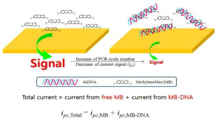 전기화학적 활성 물질의 DNA와의 반응으로 인한 신호 변화 원리