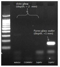 2 mm 두께의 slide glass 와 1 mm 두께의 pyrex glass wafer에서 의 PCR 수행결과