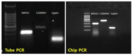 일반 튜브와 진단 칩 상에서의 목적 바이러스 핵산 증폭