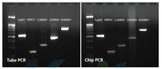 박과 작물에 특이적으로 발생하는 5종 식물 바이러스 (SqMV, MNSV, CGMMV, ZGMMV,KGMMV) 의 핵산 증폭 결과.