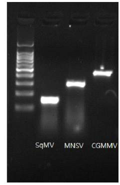 전기화학적 활성 물질 메틸렌블루 10 μM을 사용하여 다양한 PCR 핵산 결과물 길이 를 이용한 PCR 수행결과