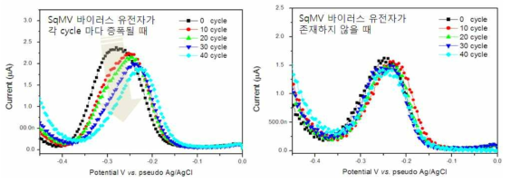 SqMV 바이러스 유전자가 존재하여 PCR 수행중 각 cycle 마다 증폭되는 경우의 전기화학적 신호(좌)와 SqMV 바이러스 유전자가 존재하지 않을 때 전기화학적 신호(우)