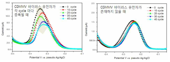 CGMMV 바이러스 유전자가 존재하여 PCR 수행중 각 cycle 마다 증폭되는 경우의 전기화학적 신호(좌)와 CGMMV 바이러스 유전자가 존재하지 않을 때 전기화학적 신호(우)