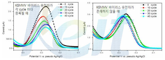 KGMMV 바이러스 유전자가 존재하여 PCR 수행중 각 cycle 마다 증폭되는 경우의 전기화학적 신호(좌)와 KGMMV 바이러스 유전자가 존재하지 않을 때 전기화학적 신호(우)