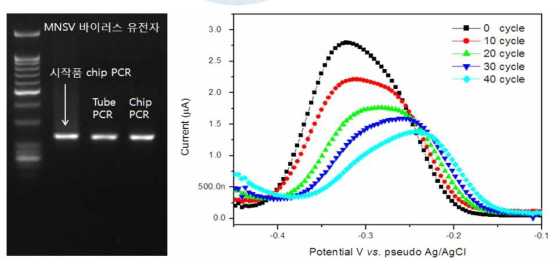 시작품 칩에서의 PCR 수행결과 확인 및 전기화학적 신호 측정